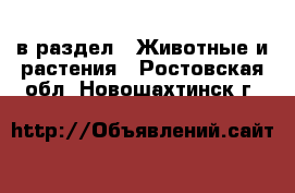  в раздел : Животные и растения . Ростовская обл.,Новошахтинск г.